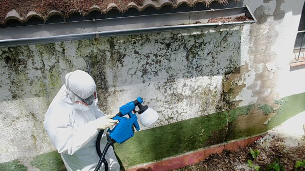 Top rated local Mold Remediation specialists in Arlington, GA